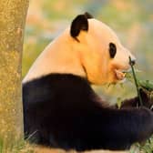 Edinburgh Zoo is launching a series of prize draws for an exclusive opportunity to feed one of the giant pandas. Photo: Royal Zoological Society of Scotland (RZSS)