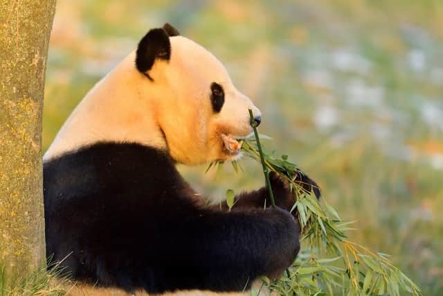 Edinburgh Zoo is launching a series of prize draws for an exclusive opportunity to feed one of the giant pandas. Photo: Royal Zoological Society of Scotland (RZSS)