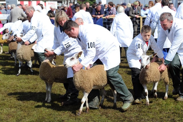 The judging of the Bluefaced Leicester sheep at the 2012 Royal Highland Show at Ingliston.
