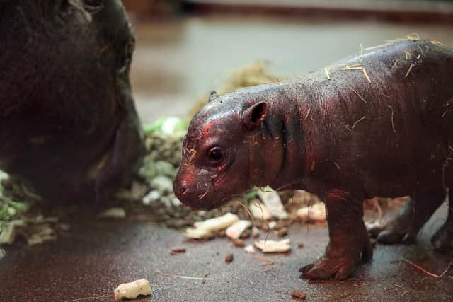 The pygmy hippo calf was born at Edinburgh Zoo on 17 April