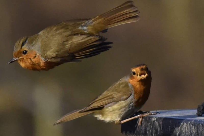 Garry Froggatt, said: "Took a photo of a robin and another one flew past to get its self in the shot just at the right time. It made me smile."