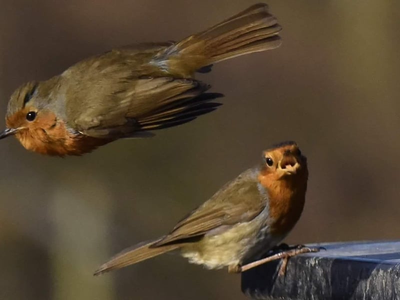 Garry Froggatt, said: "Took a photo of a robin and another one flew past to get its self in the shot just at the right time. It made me smile."