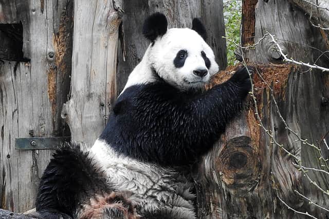 No cub again this year for Tian Tian.