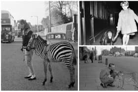 We’ve trawled through the photo archives to bring you some amazing pictures of Edinburgh Zoo from years gone by.