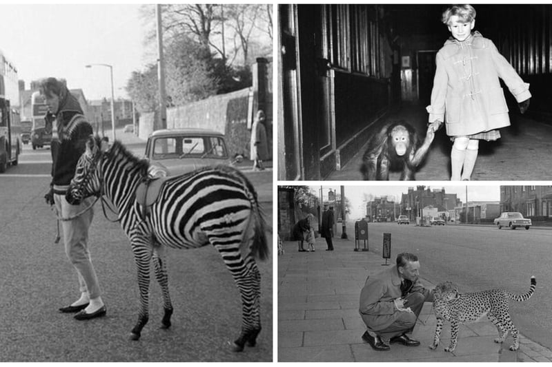 We’ve trawled through the photo archives to bring you some amazing pictures of Edinburgh Zoo from years gone by.