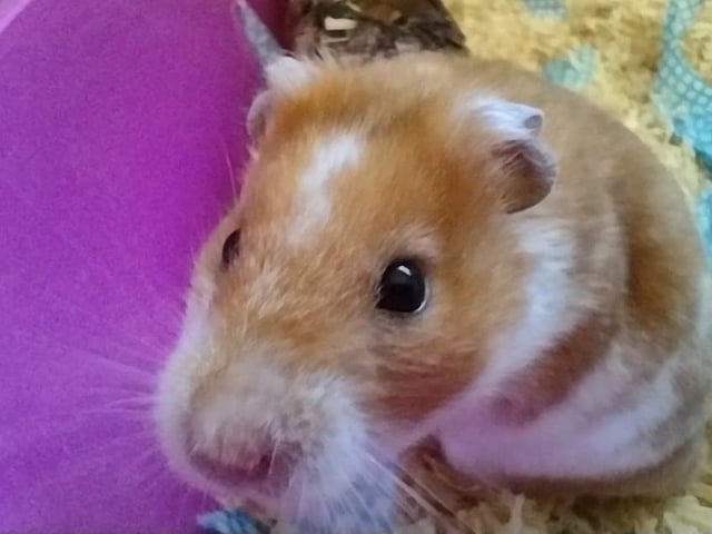 Louis is looking for a large cage with plenty of toys and things to chew.