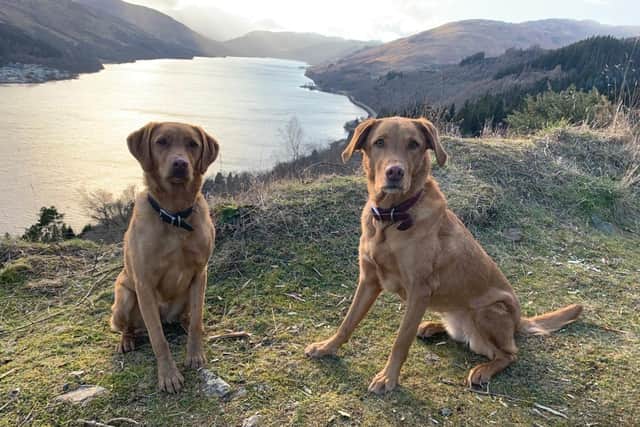 Labradors Skye and Bracklyn (left)