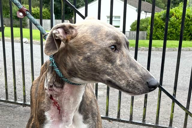 The lurcher was found with injuries to his neck . Photo: Scottish SPCA