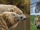 The winner will take their pick of feeding polar bears, a snow leopard or a tiger at the Highland Wildlife Park (Photo: RZSS Media).