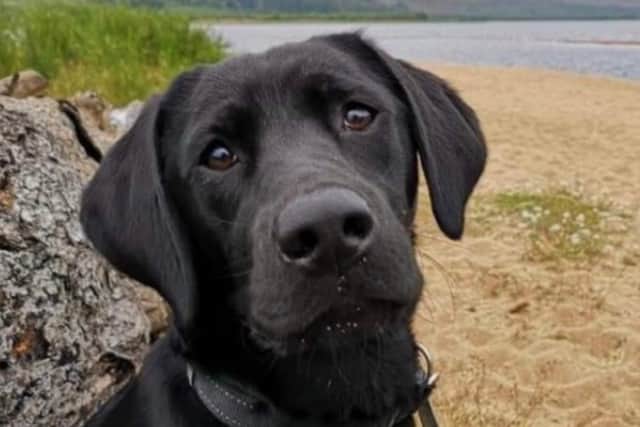Tiwha is a two-year-old black labrador facing an uncertain future.