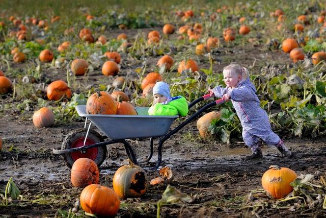 You can pick a pumpkin at the patch on Johnnygate Lane, Barlow, October 19 to October 31, 9am to 5pm.