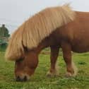 Pepper the Shetland pony was found dead on Monday.