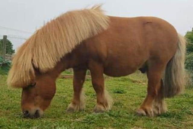 Pepper the Shetland pony was found dead on Monday.