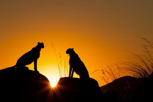 Two lions perch on rocks overlooking the land below them as the sun sets on another day, taken by Arlette Magiera from Germany
