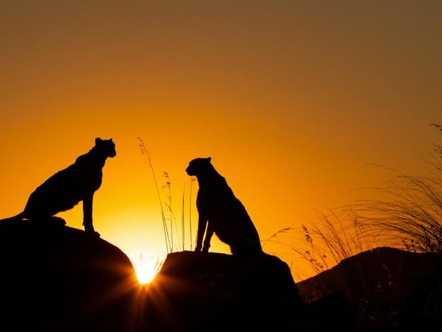 Two lions perch on rocks overlooking the land below them as the sun sets on another day, taken by Arlette Magiera from Germany