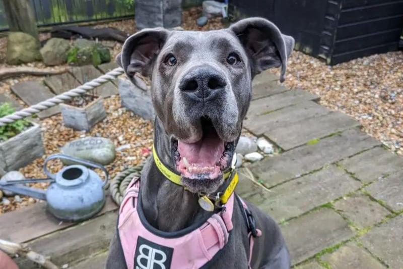 Peach is a sweet five-year-old Great Dane who loves loves her soft toys and zooming around. She can be a little unsure of new people but she quickly warms up and can live with children aged 12 years and over. Peach would love to have direct access to a secure garden and is looking to be the only pet in the home. Being a Great Dane, Peach is a strong girl on the lead at times, so will need someone who can manage this.