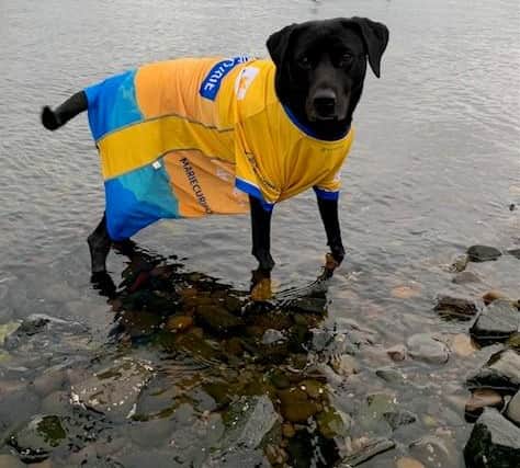 Freya doggy takes a dip for Marie Curie
