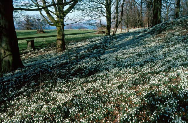 Snowdrop carpet at the House of the Binns at Linlithgow.
