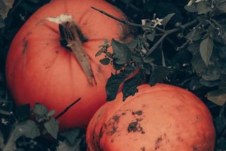 Halloween is going to feel very different this year but pumpkin carving is still an activity to be enjoyed! From @david8photography