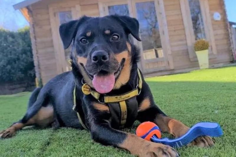 Cassie is a five-year-old Rottie cross. Cassie loves spending time with her favourite people and there is no doubt you will have lots of fun and laughter in her company.  Cassie is very playful and likes to get all her toys out while she decides which one to play with, however she always helps you tidy up by putting them back in her toy box. Cassie is uncomfortable around other dogs and needs to walk in areas where you are unlikely to meet other dogs outside. Cassie is the full package,  she is affectionate and gives the best cuddles, she is a big foodie and does loads of tricks and she is full of fun and always keeps you entertained. There is never a dull moment with this girl around.