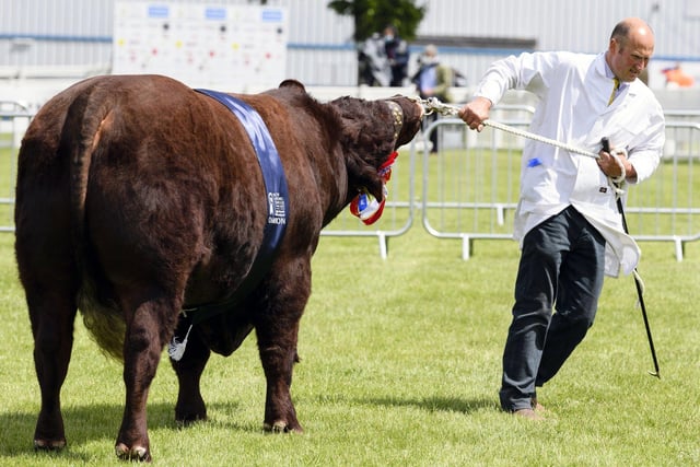 Some animals take a bit more persuading than others when it comes to parading, as demonstrated here at the 2021 Royal Highland Show.