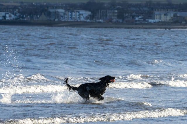 Adorable pup racing in the sea.