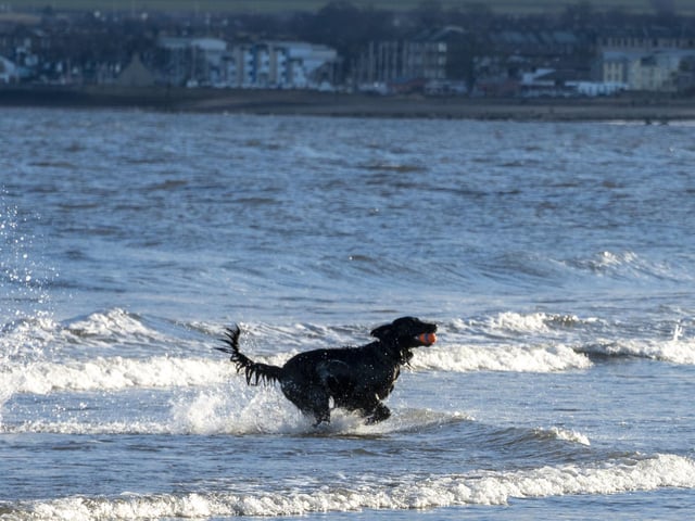 Adorable pup racing in the sea.