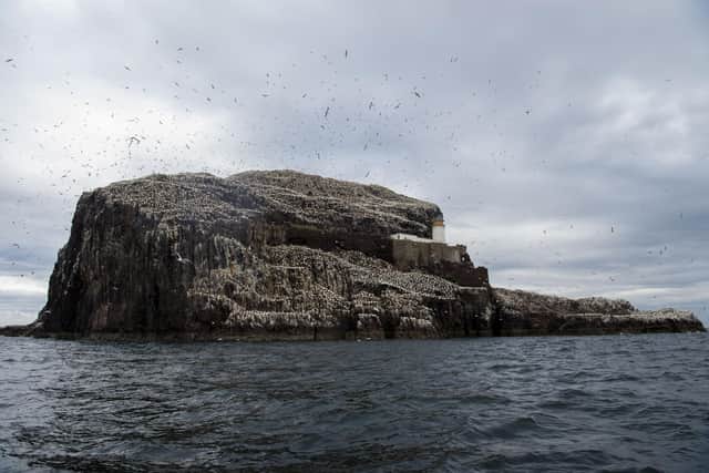 Bass Rock is a sanctuary for gannets, hosting over 150,000 of them during peak breeding season. (Photo credit: Lisa Ferguson)