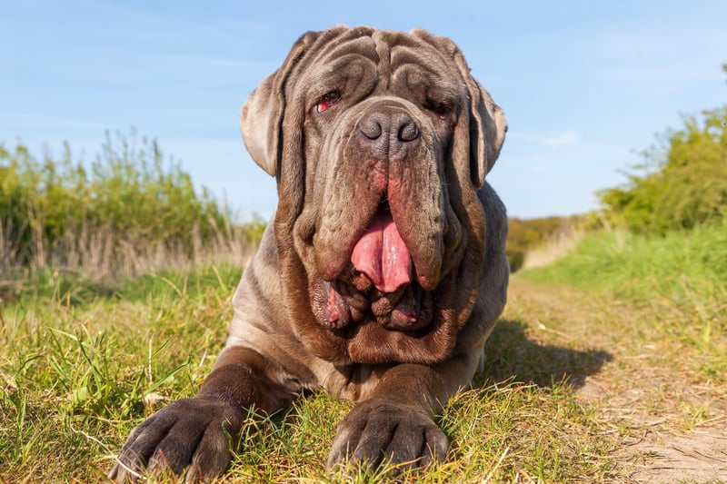 Known as the Mastino Napoletano in their native Italy, the Neapolitan Mastiff was first bred relatively recently - in the 1940s. They stand between 24-31 inches tall.