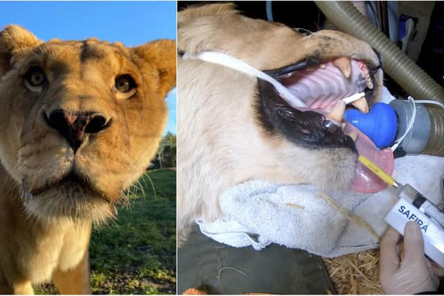 Boss, from Five Sisters Zoo, became the first animal in the world to have dental surgery using a revolutionary regional anaesthesia device.