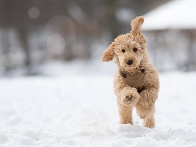 Generally, If its too cold for you then it is too cold for your dog (Picture: Shutterstock)