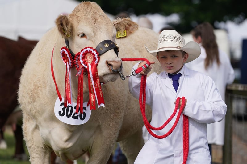 Frankie Atkinson from Cumbria with his junior champion British Blonde cow in the ring at the Royal Highland Show.