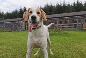 An industry survey found that seven out of eight owners have seen their business fall by 75 per cent or more. Picture: Crowbank Kennels and Cattery.