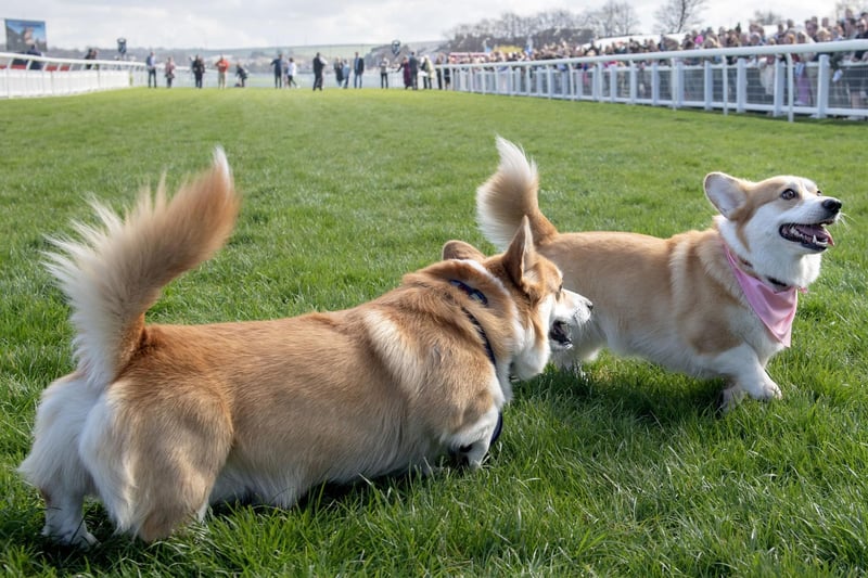 Participants take part in the Corgi Derby at Musselburgh Racecourse.