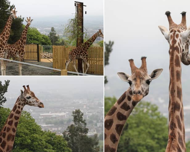 The new giraffes have started to settle in.