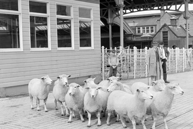 Sheep waiting to be dispatched to Glendevon at Gorgie Mart in August 1965.