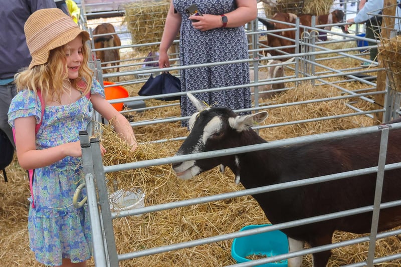 A little girl takes the chance to make friends with one of the animals at the Royal Highland Show at Ingliston.