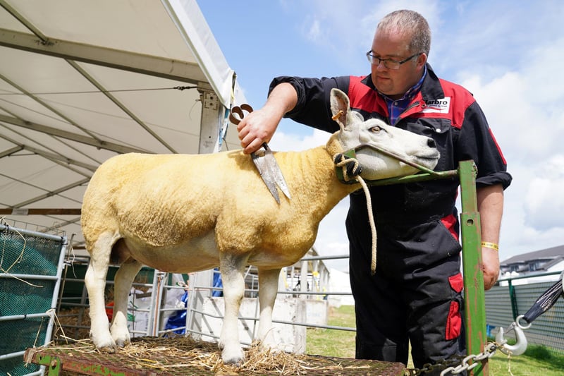 Stephen Sutherland from Thurso prepares his texel cross sheep at the Royal Highland Centre in Ingliston, Edinburgh, all ready for the Royal Highland Show.