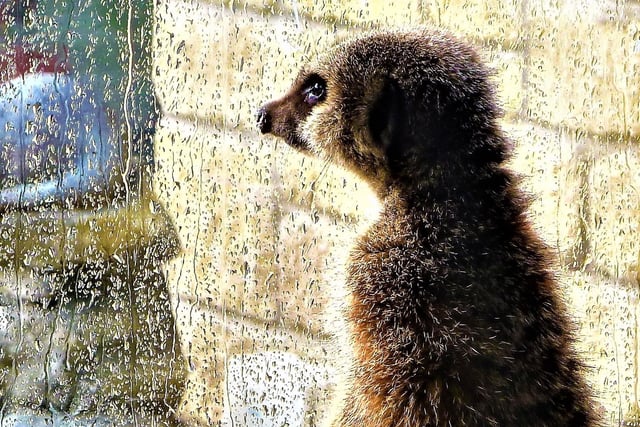 At Three Sisters Zoo in West Lothian, visitors can experience what it's like to be a zoo keeper for a half-day. You can help clean out and feed animals from across the globe - including meerkats, tortoises and lemurs.