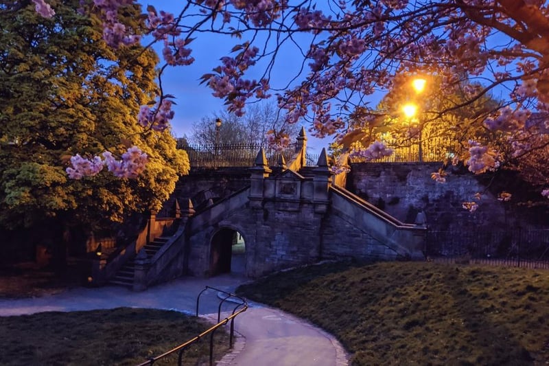 Blossoms at twilight along the Water of Leith, creating a romantic and gorgeous scenery. (credit: David C. Weinczok)