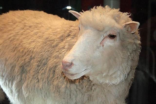 A fleece from Dolly the sheep, the world's first cloned mammal, will be added to an existing display about the famous sheep at the National Museum of Scotland in Edinburgh.