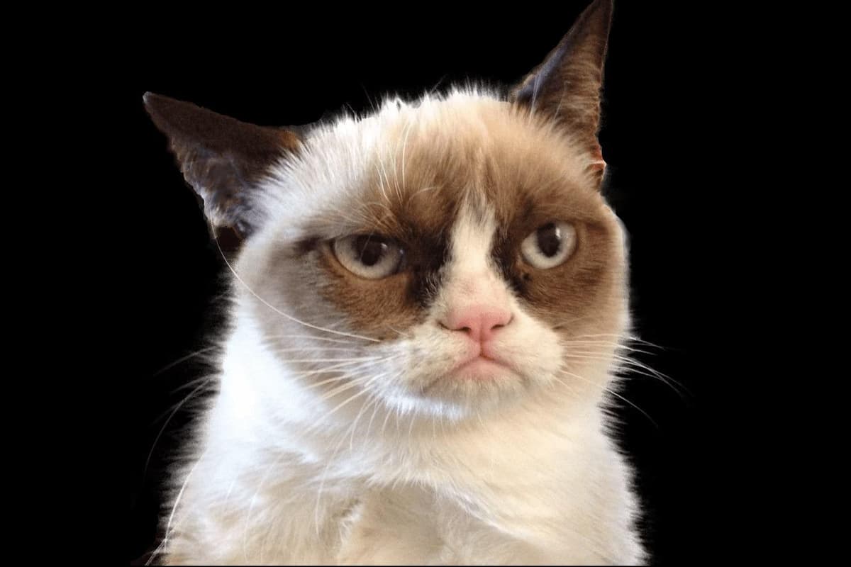 Grumpy Smart We are hoping grumpy cat Gertie will keep us on as staff - Susan Morrison
