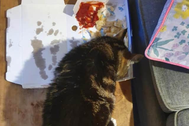 Hayley Matthews' cat Joey stayed away for four days, then wandered in smelling of another woman's perfume for the remains of a fish supper (Picture: Hayley Matthews)