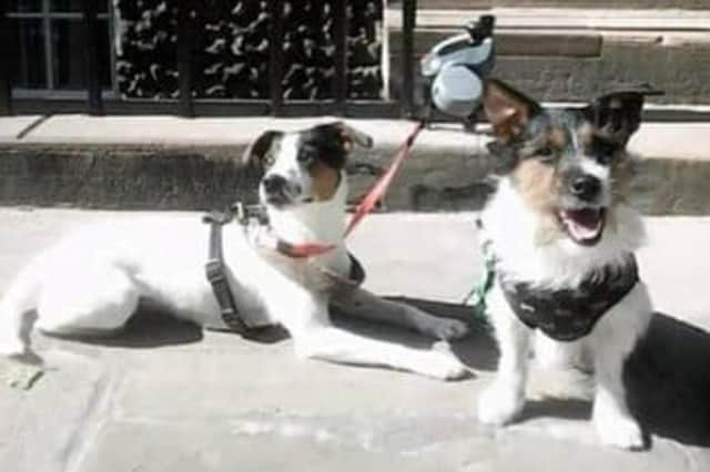 These two dogs, called Saorsa and Indy, were taken from outside the Tesco store in Nicolson Street in Newington on December 23.