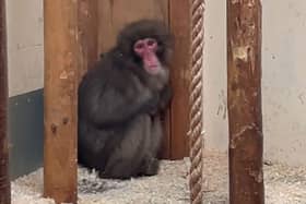 Honshu the monkey, who famous spent five days on the run in the Scottish Highlands, had been moved to Edinburgh Zoo to give him a "fresh start". Photo: RZSS