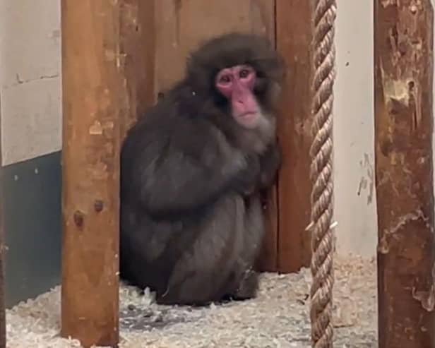 Honshu the monkey, who famous spent five days on the run in the Scottish Highlands, had been moved to Edinburgh Zoo to give him a "fresh start". Photo: RZSS