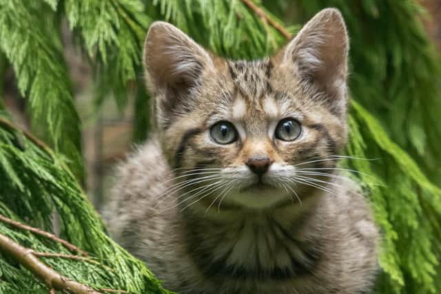 Wildcat kittens - the 'tiny tigers' of Scotland's hills, glens and forests.