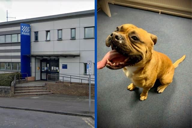 The young male mastiff was handed into Bathgate Police station on Saturday, July 10, after being spotted wandering around the town centre.