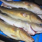 Cod caught over the Festive period off the East Lothian coastline. Picture: Chris Empson
