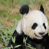 The Royal Zoological Society of Scotland (RZSS) has announced plans to give giant pandas Yang Guang and Tian Tian a ‘giant farewell’ from Edinburgh Zoo as the wildlife conservation charity prepares for the pair’s return to China later this year.